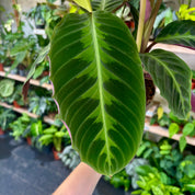 Calathea Warscewiczii in 13 - 15cm Pot at The Watered Garden