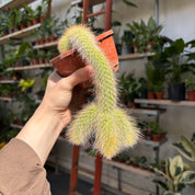 Cleistocactus in a 11 - 13cm pot at The Watered Garden