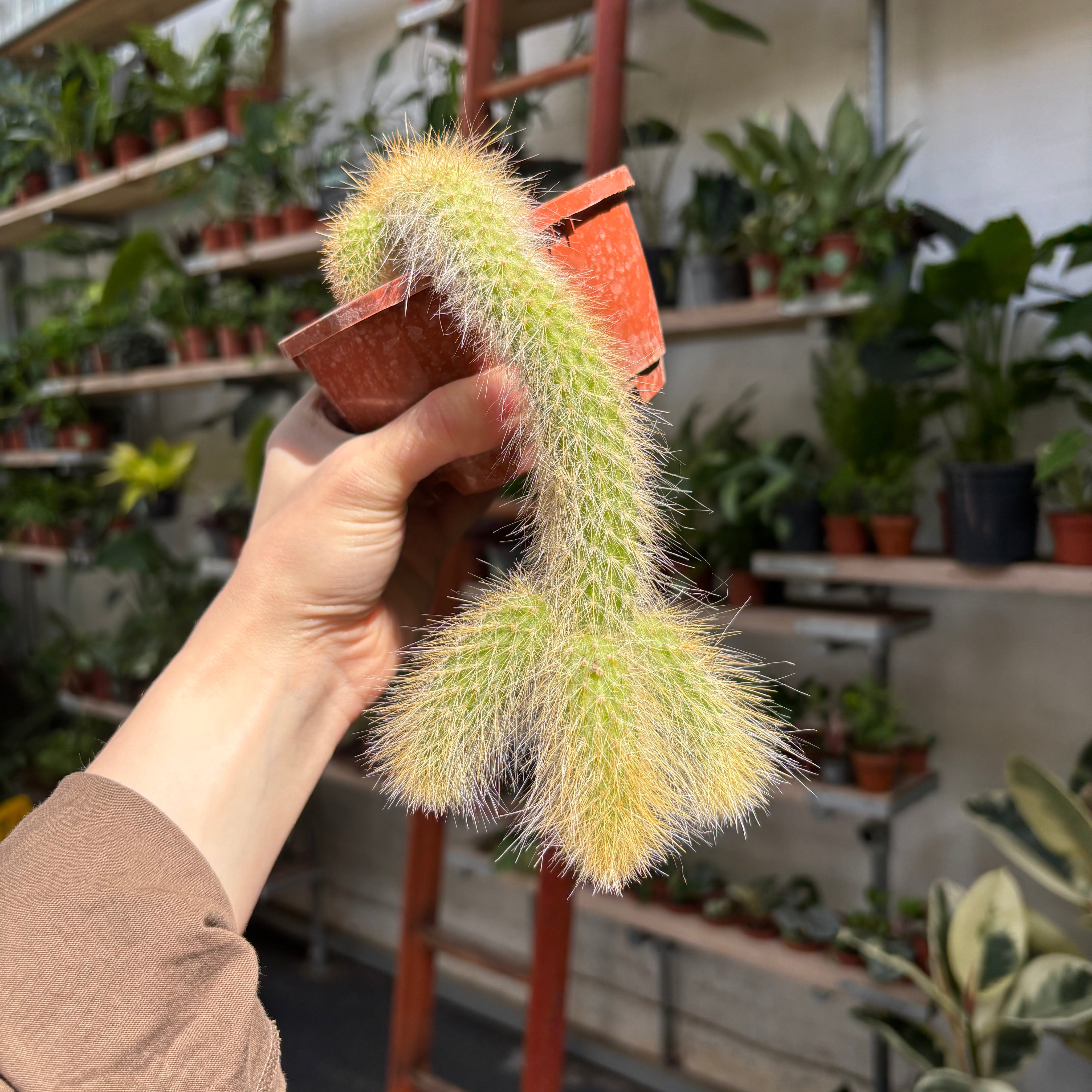 Cleistocactus in a 11 - 13cm pot at The Watered Garden