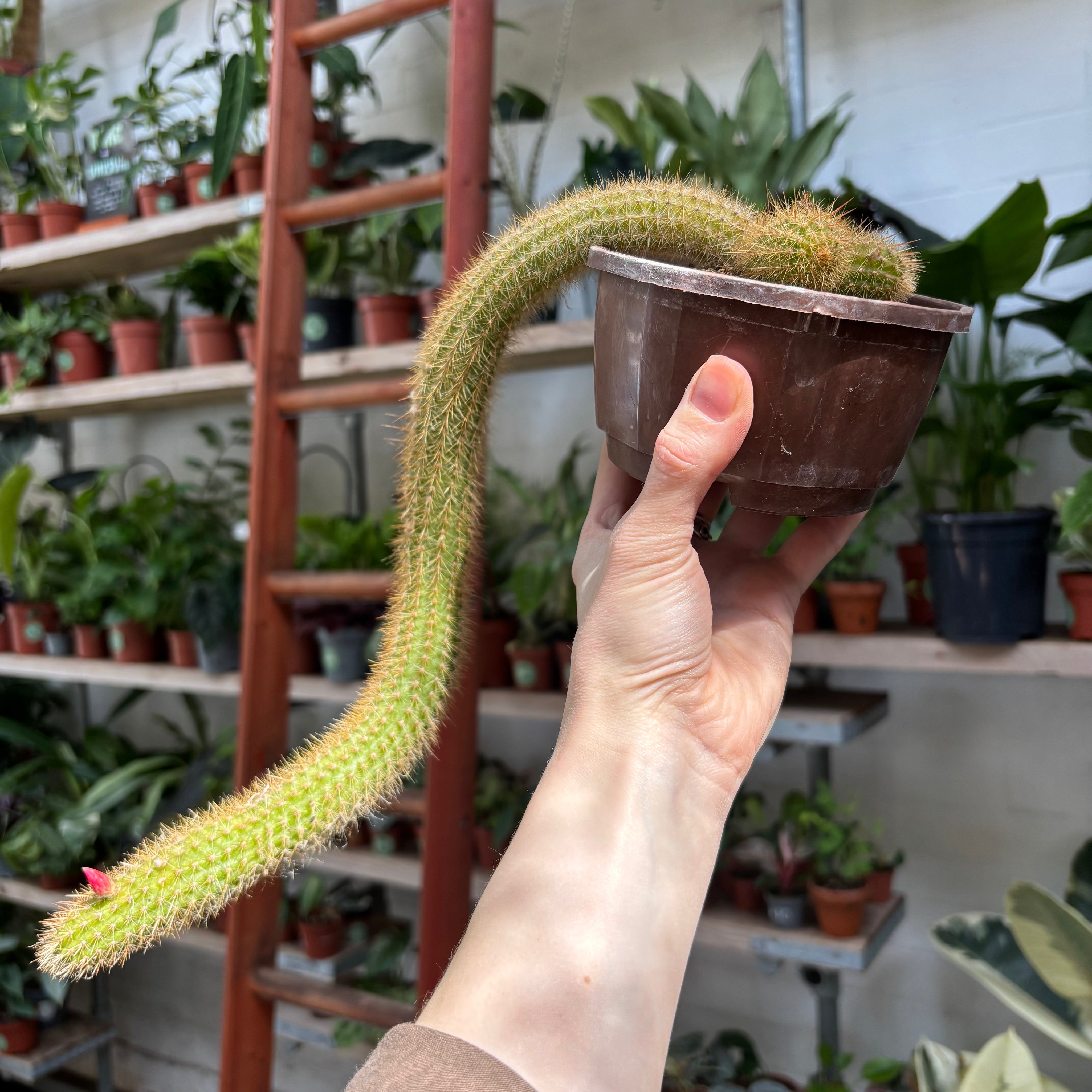Cleistocactus in a 11 - 13cm pot at The Watered Garden