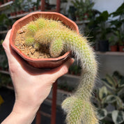 Cleistocactus in a 11 - 13cm pot at The Watered Garden