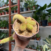 Cleistocactus in a 11 - 13cm pot at The Watered Garden