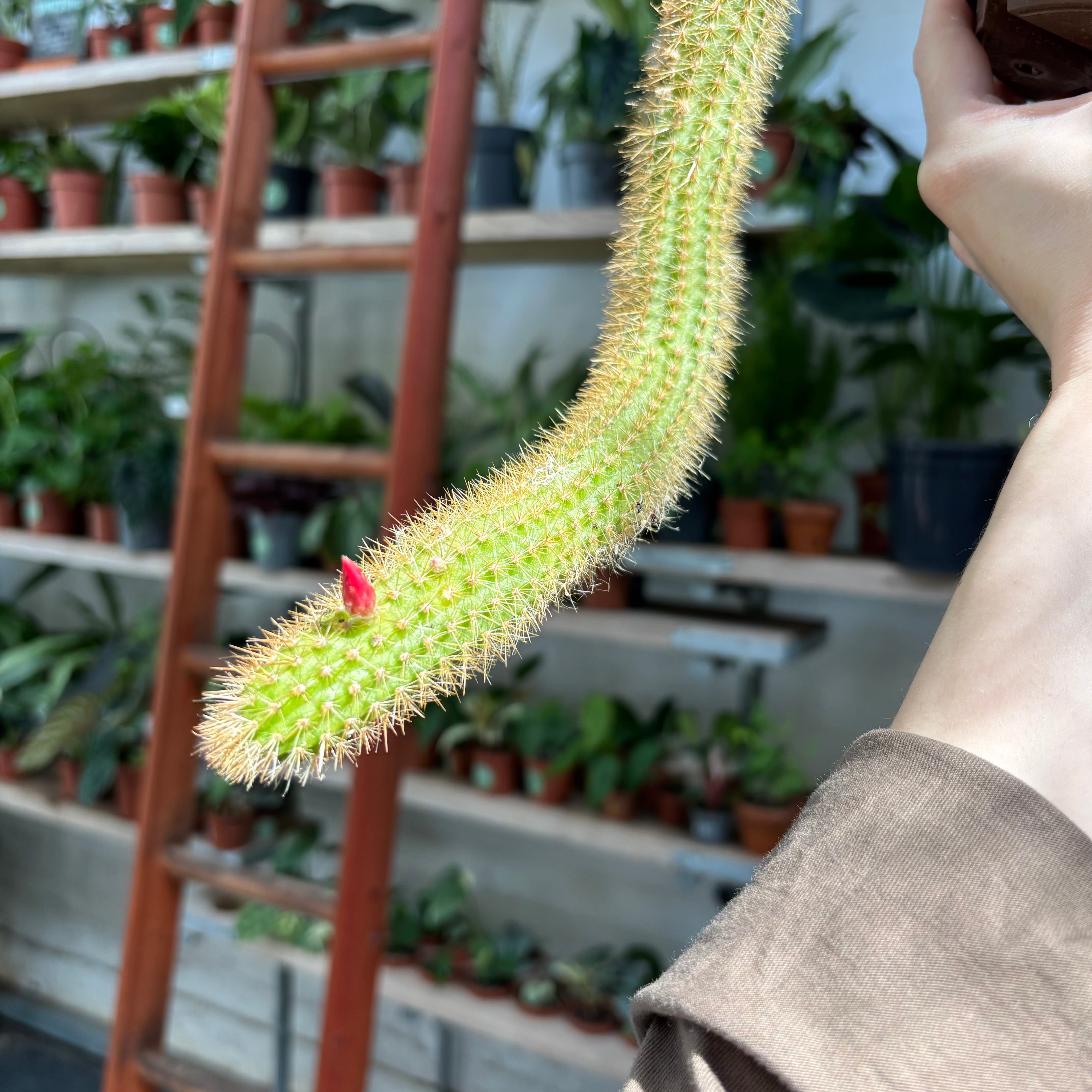 Cleistocactus in a 11 - 13cm pot at The Watered Garden