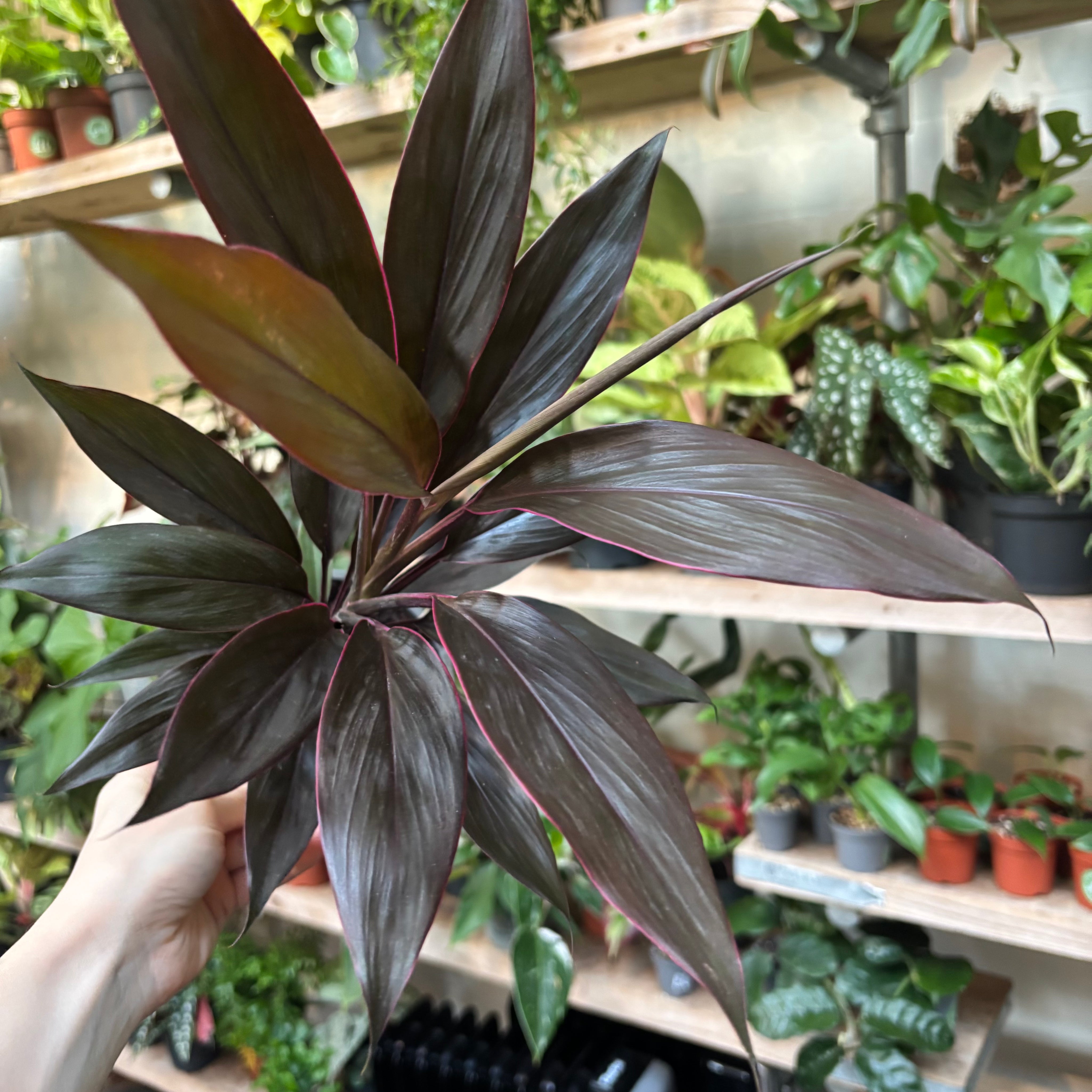 Cordyline Fruticosa 'Tango' in 11-13cm pot at The Watered Garden.