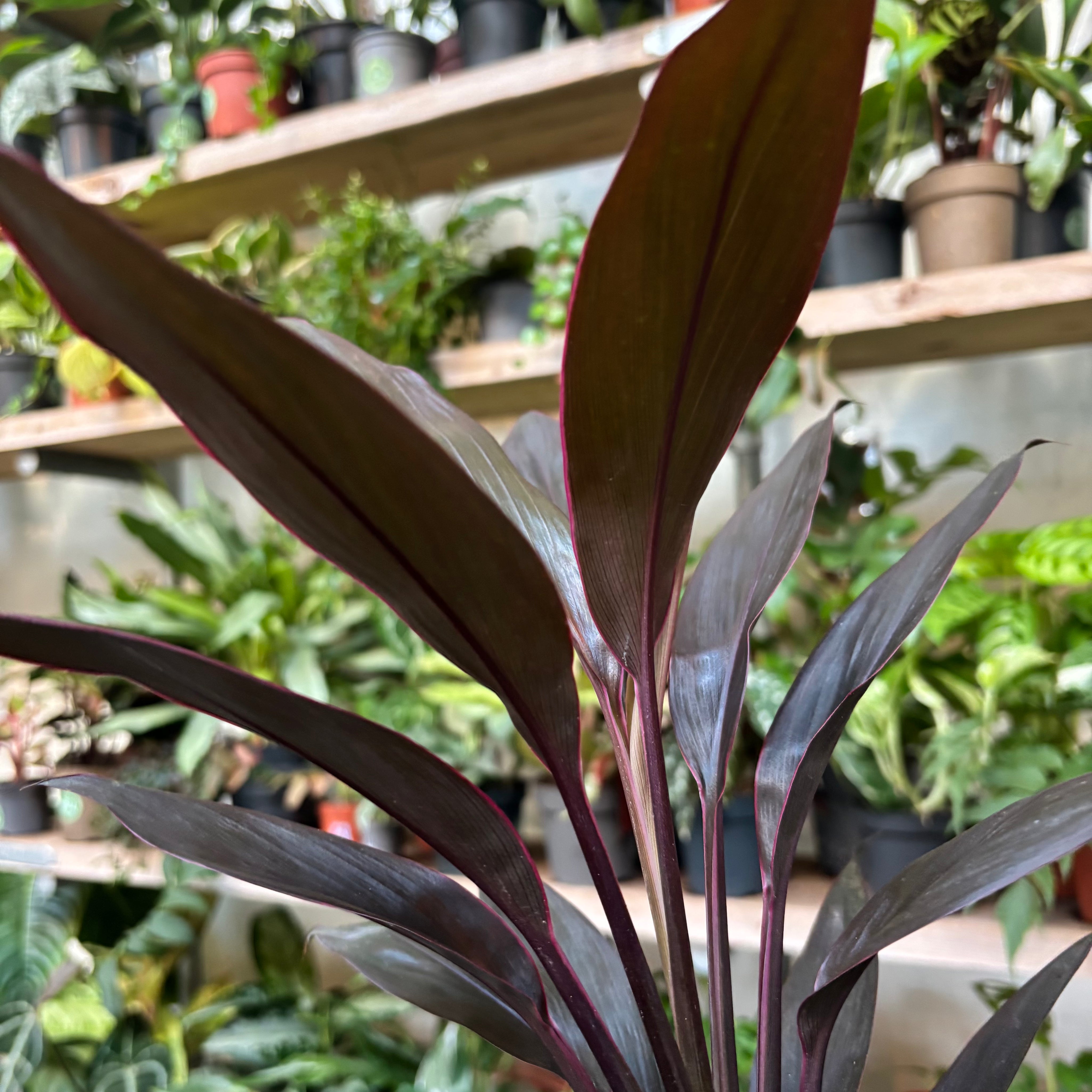 Cordyline Fruticosa 'Tango' in 11-13cm pot at The Watered Garden.