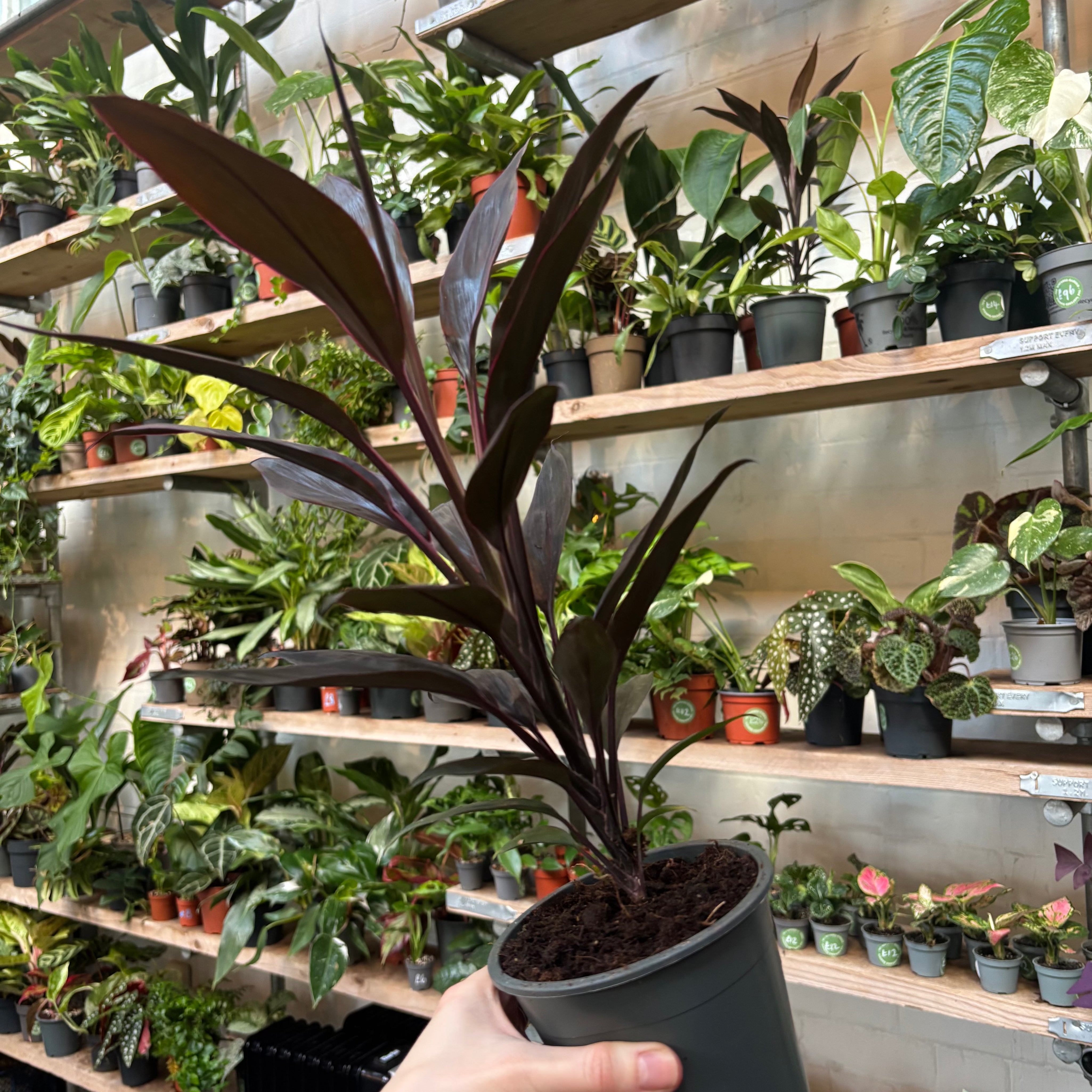 Cordyline Fruticosa 'Tango' in 11-13cm pot at The Watered Garden.