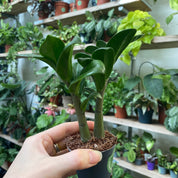 Zamioculcas Zamiifolia ' Zenzi'