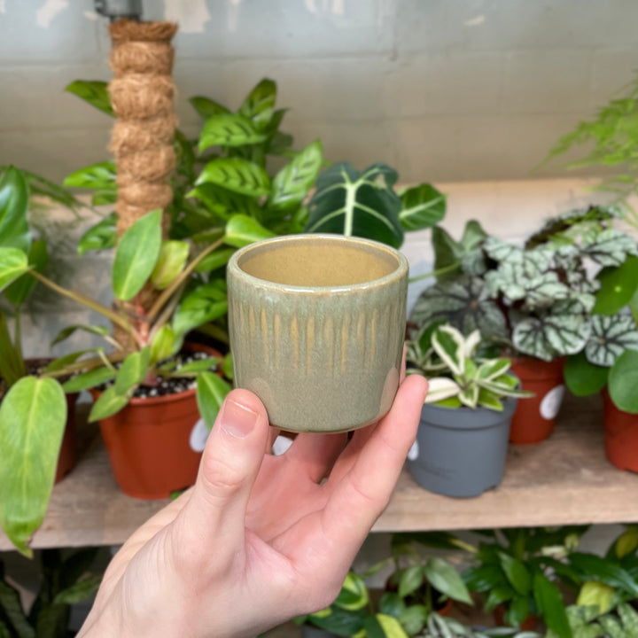 A hand holds up a small, pistachio green ceramic pot with drip glaze detailing, set against a lush background of various indoor plants on wooden shelves.