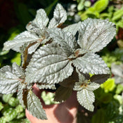 Pilea Cadierei 'Ellen Silver'