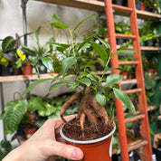 Ficus Microcarpa 'Ginseng' in a 9 - 11 cm pot at The Watered Garden