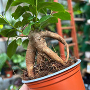 Ficus Microcarpa 'Ginseng' in a 9 - 11 cm pot at The Watered Garden