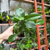 Ficus Microcarpa 'Ginseng' in a 9 - 11 cm pot at The Watered Garden