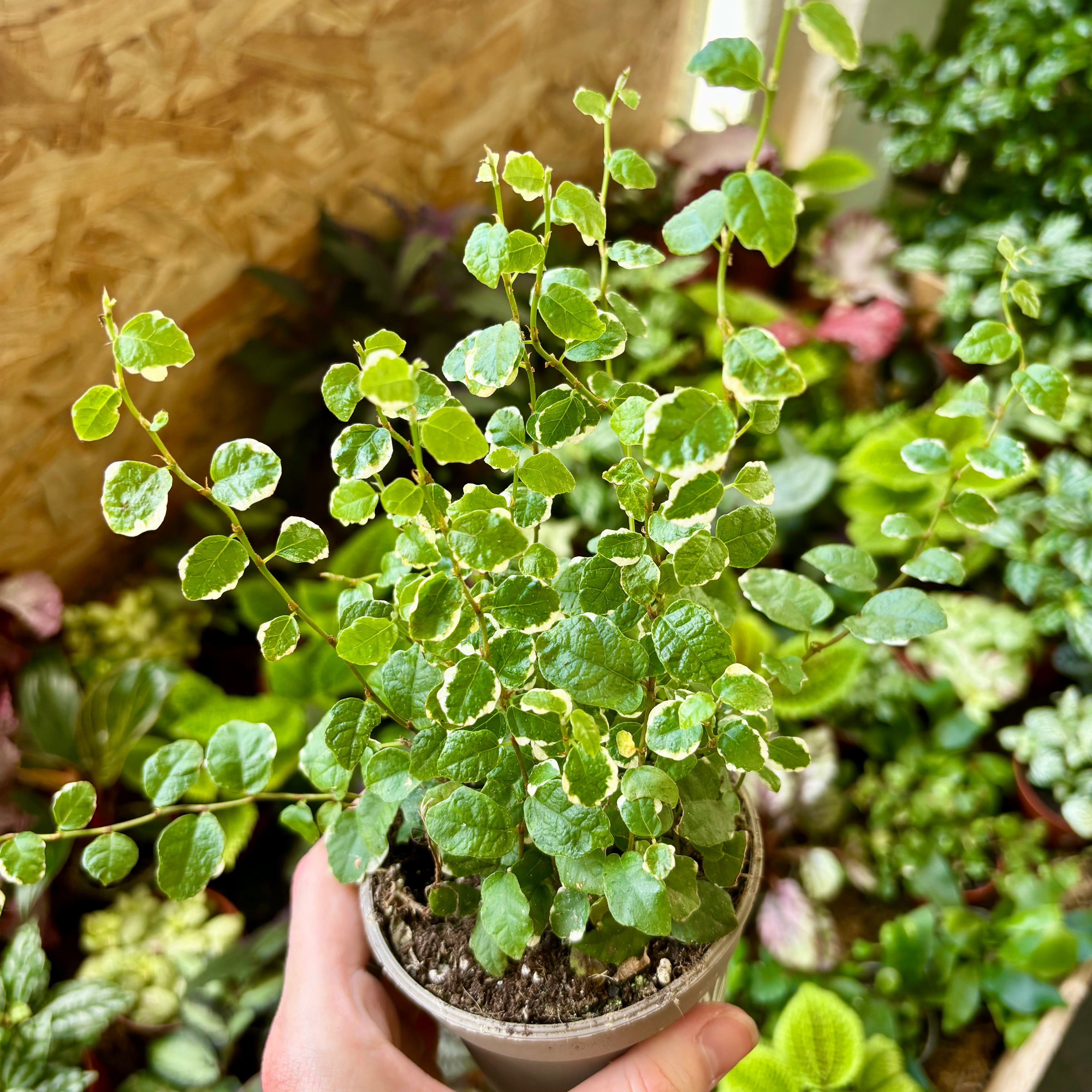 Ficus Pumila 'White Sunny' in 7 - 9cm Pot at The Watered Garden