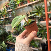 Philodendron Gloriosum