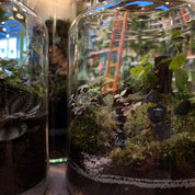 Halloween Special 🎃 Corked Jar Terrarium Workshop