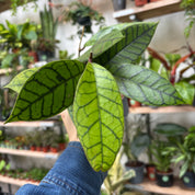 Hoya Callistophylla