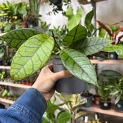 Hoya Callistophylla