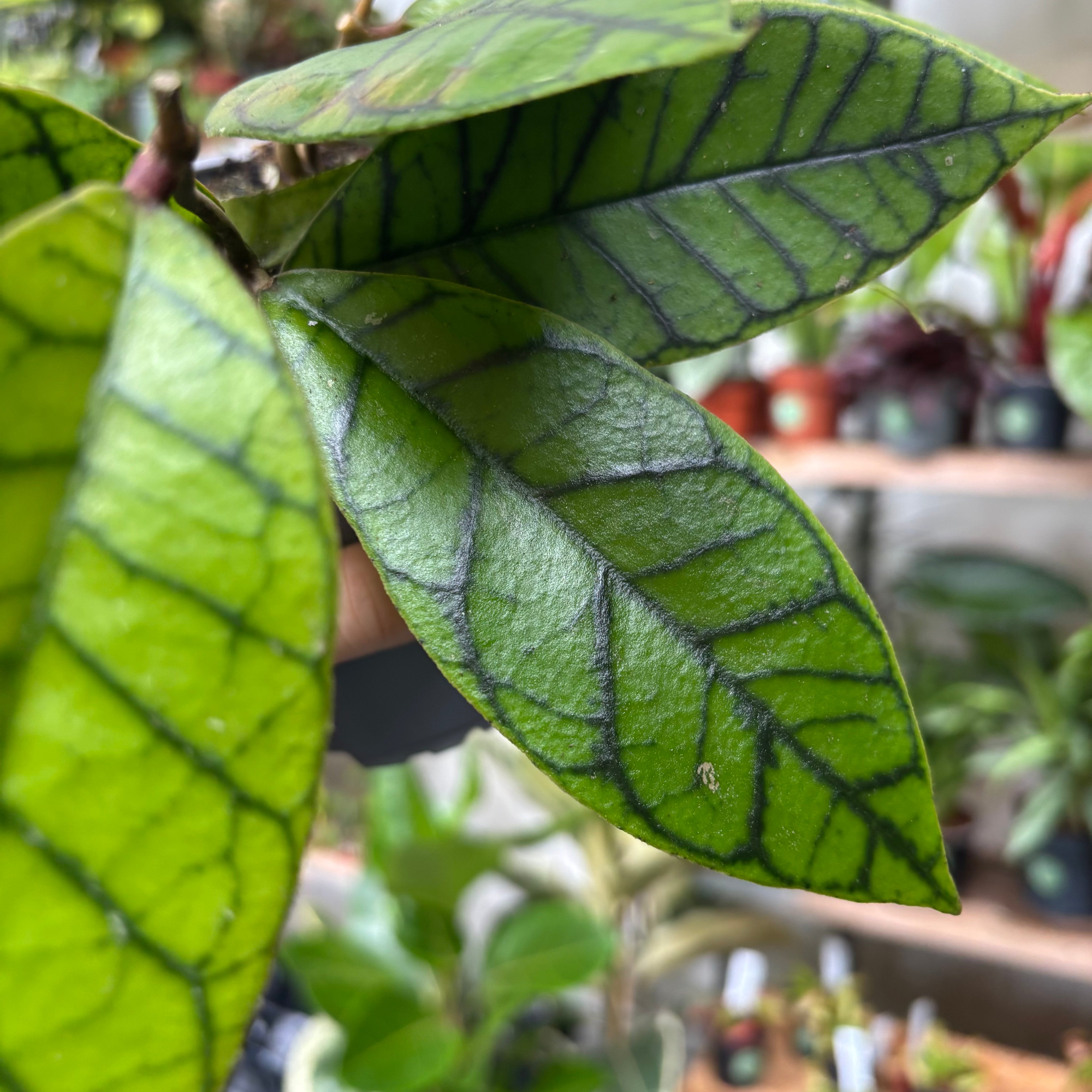 Hoya Callistophylla