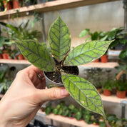 Hoya Callistophylla in a 5 - 7 cm pot at The Watered Garden