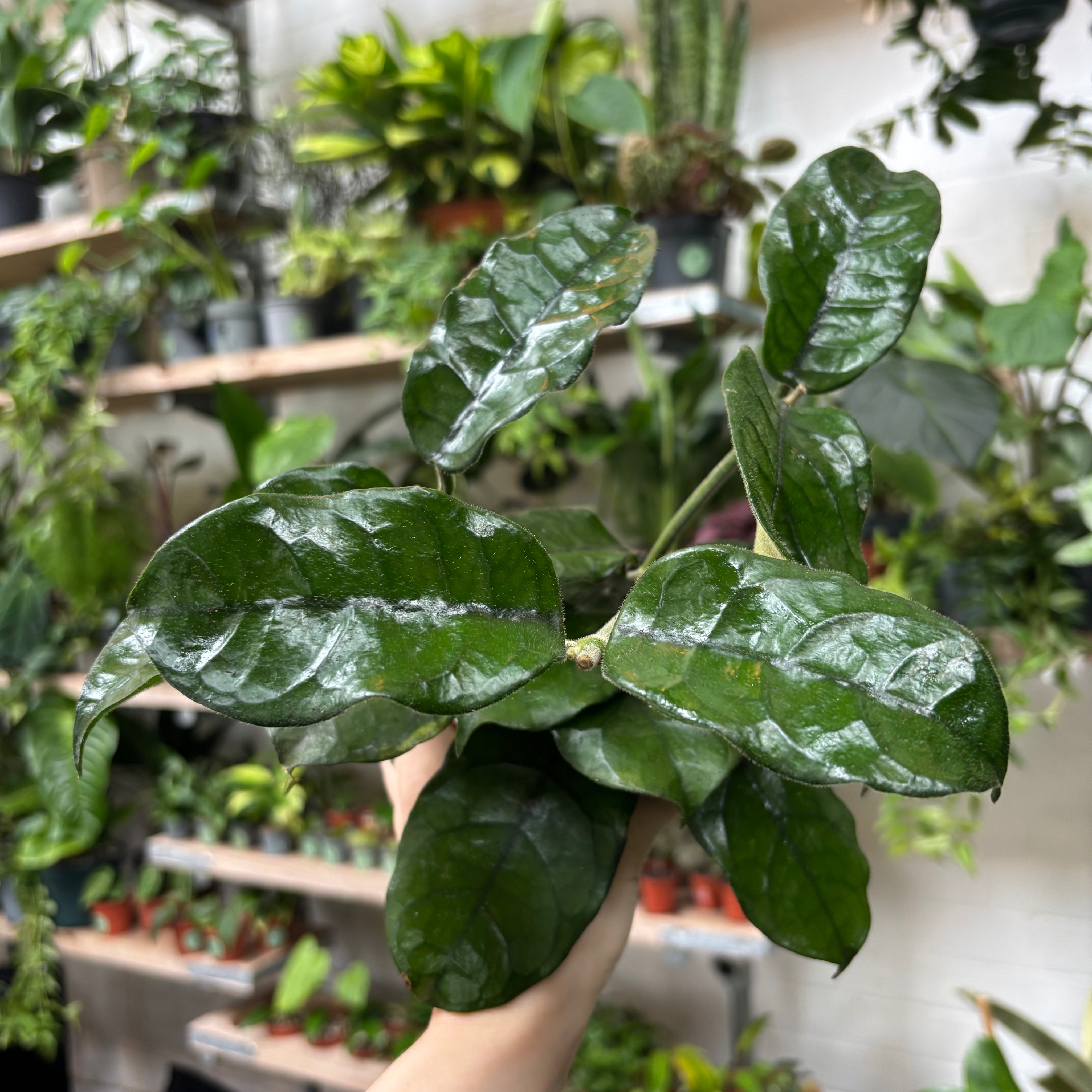 Hoya_Globulosa_001.heic