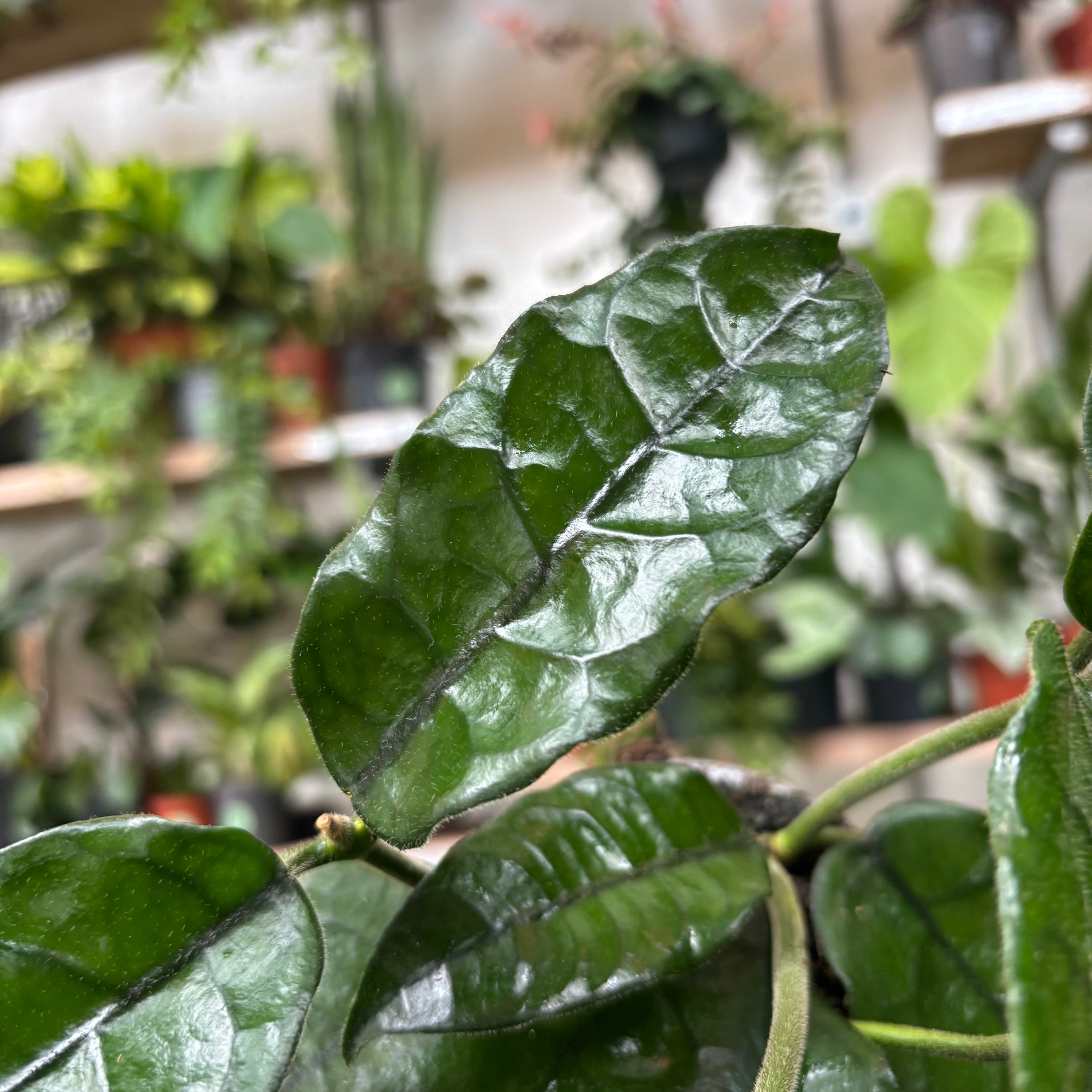 Hoya_Globulosa_002.heic