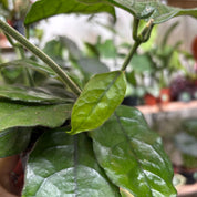 Hoya Globulosa