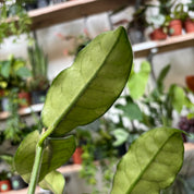 Hoya Globulosa