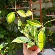 Hoya Latifolia 'Pot of Gold' in 11 - 13cm Pot at The Watered Garden