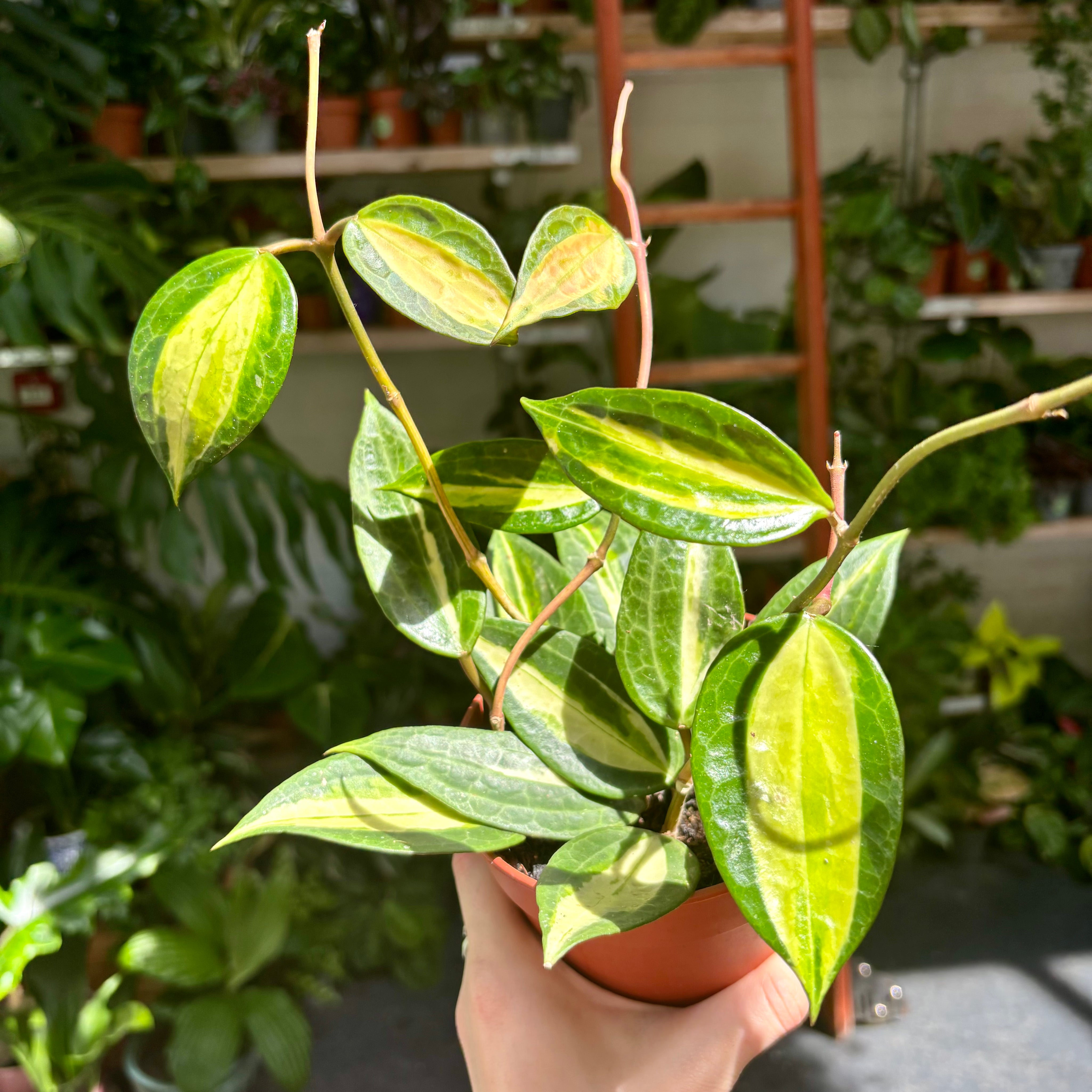 Hoya Latifolia 'Pot of Gold' in 11 - 13cm Pot at The Watered Garden