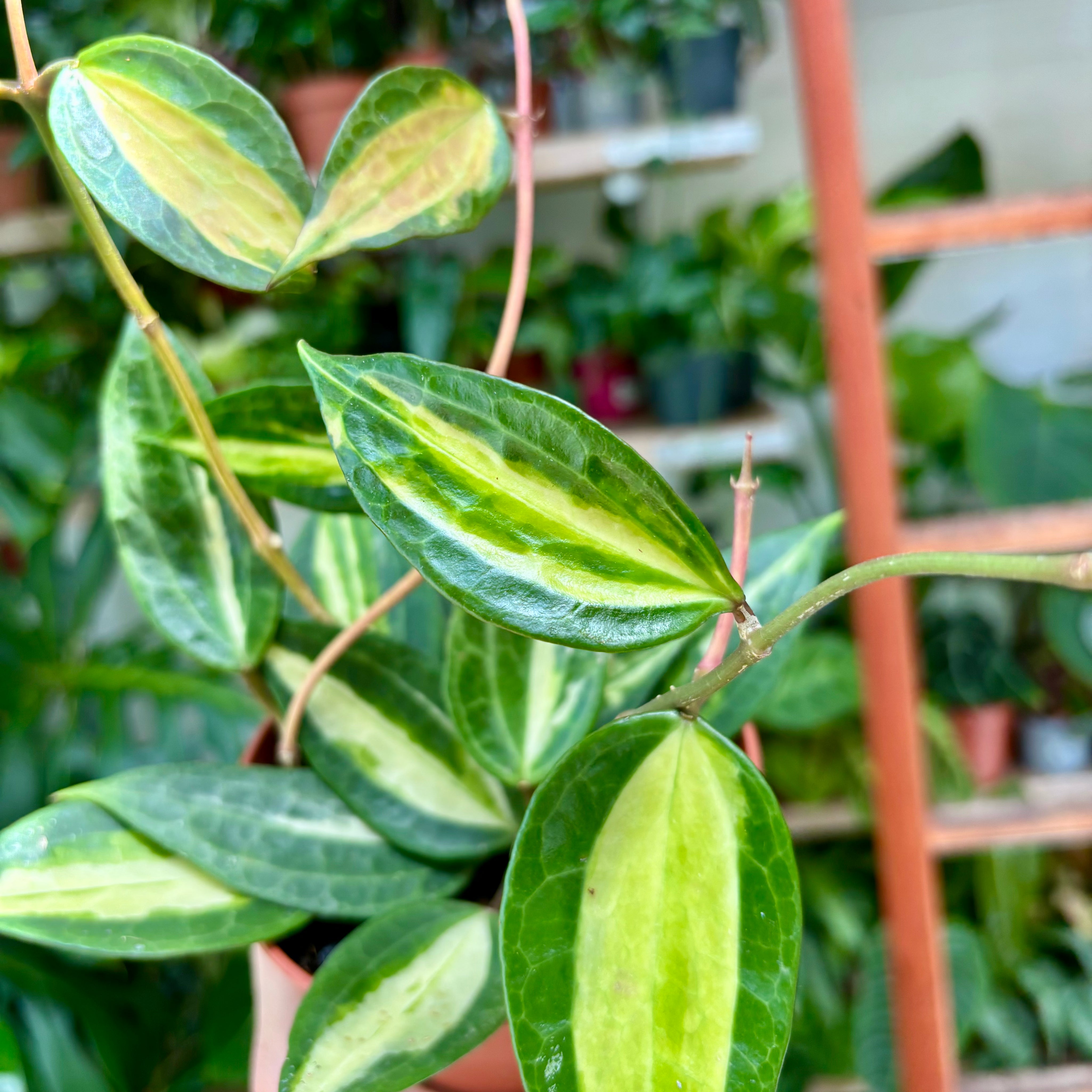 Hoya Latifolia 'Pot of Gold' in 11 - 13cm Pot at The Watered Garden