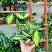 Hoya Latifolia 'Pot of Gold' in 11 - 13cm Pot at The Watered Garden