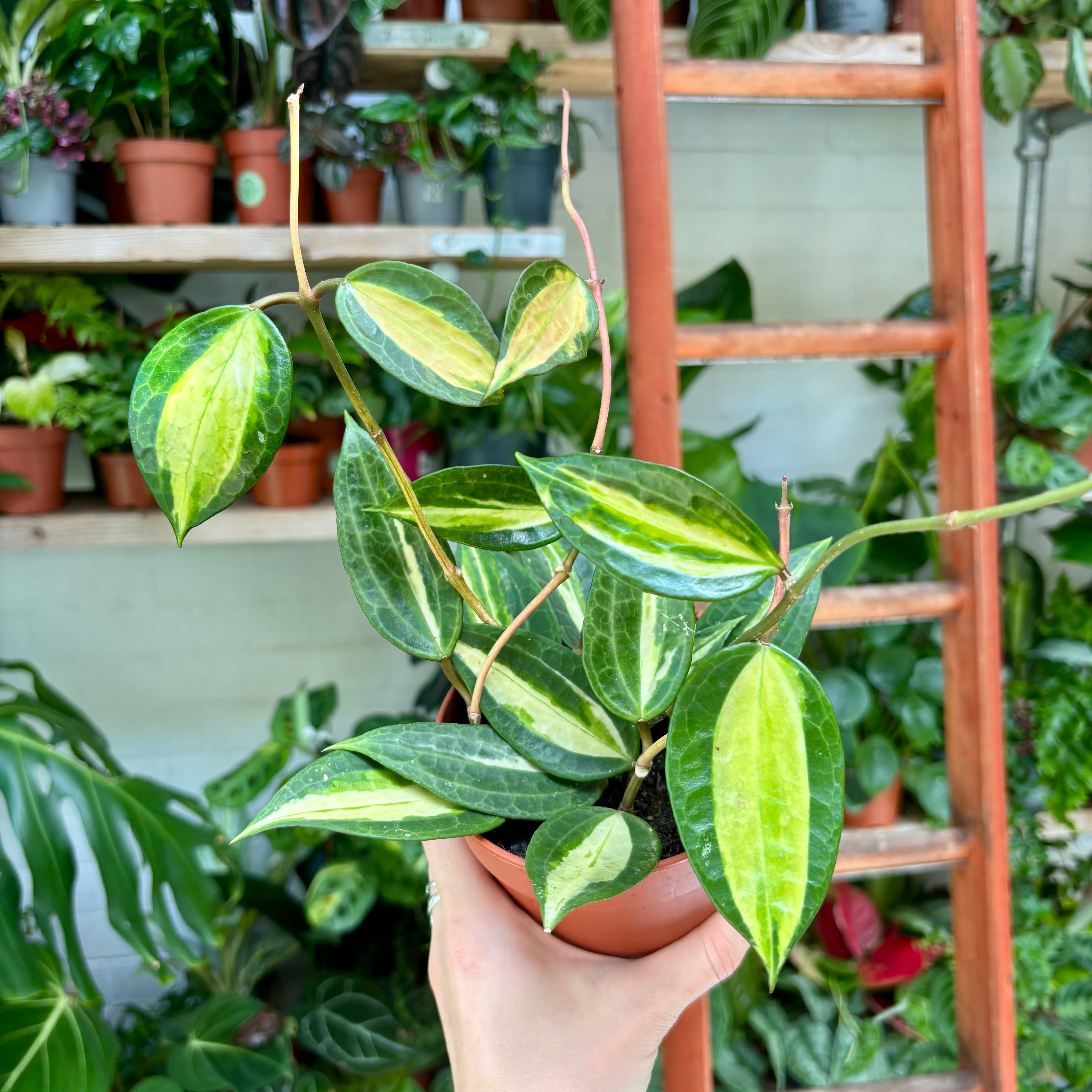 Hoya Latifolia 'Pot of Gold' in 11 - 13cm Pot at The Watered Garden