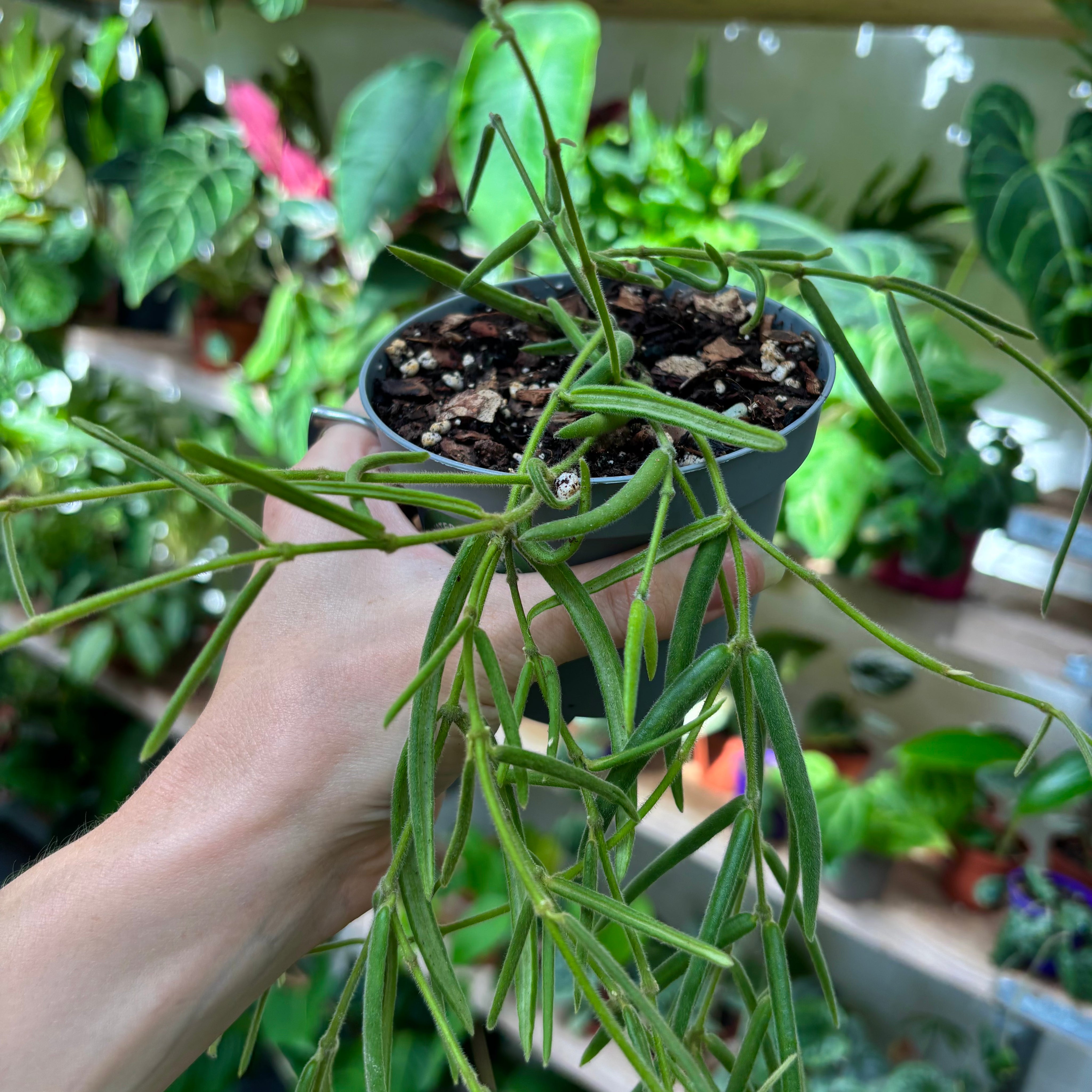 Hoya Linearis in a 9 - 11 cm Pot at The Watered Garden