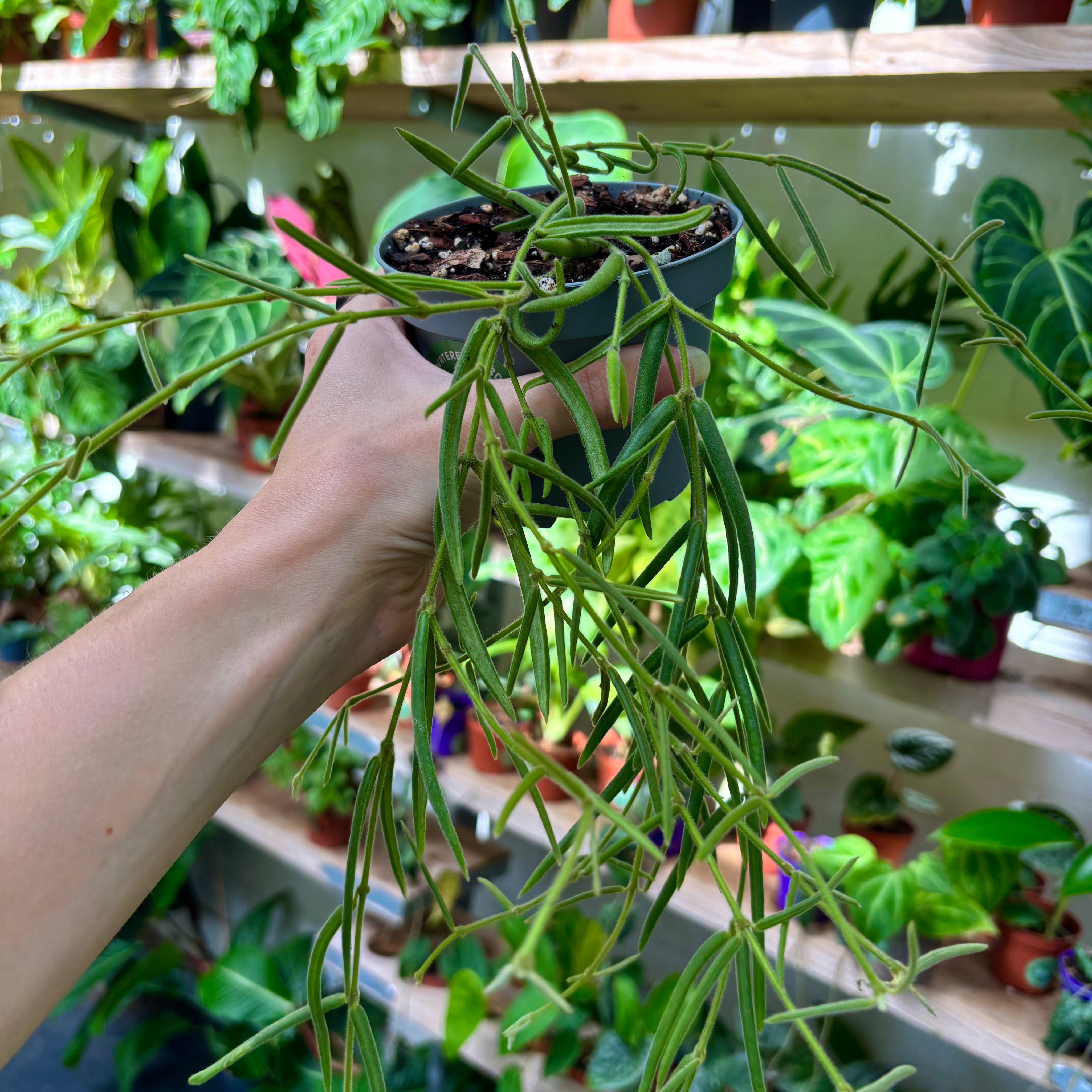 Hoya Linearis in a 9 - 11 cm pot at The Watered Garden