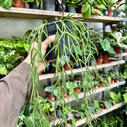 Hoya Linearis in a 11 - 13 cm Pot at The Watered Garden