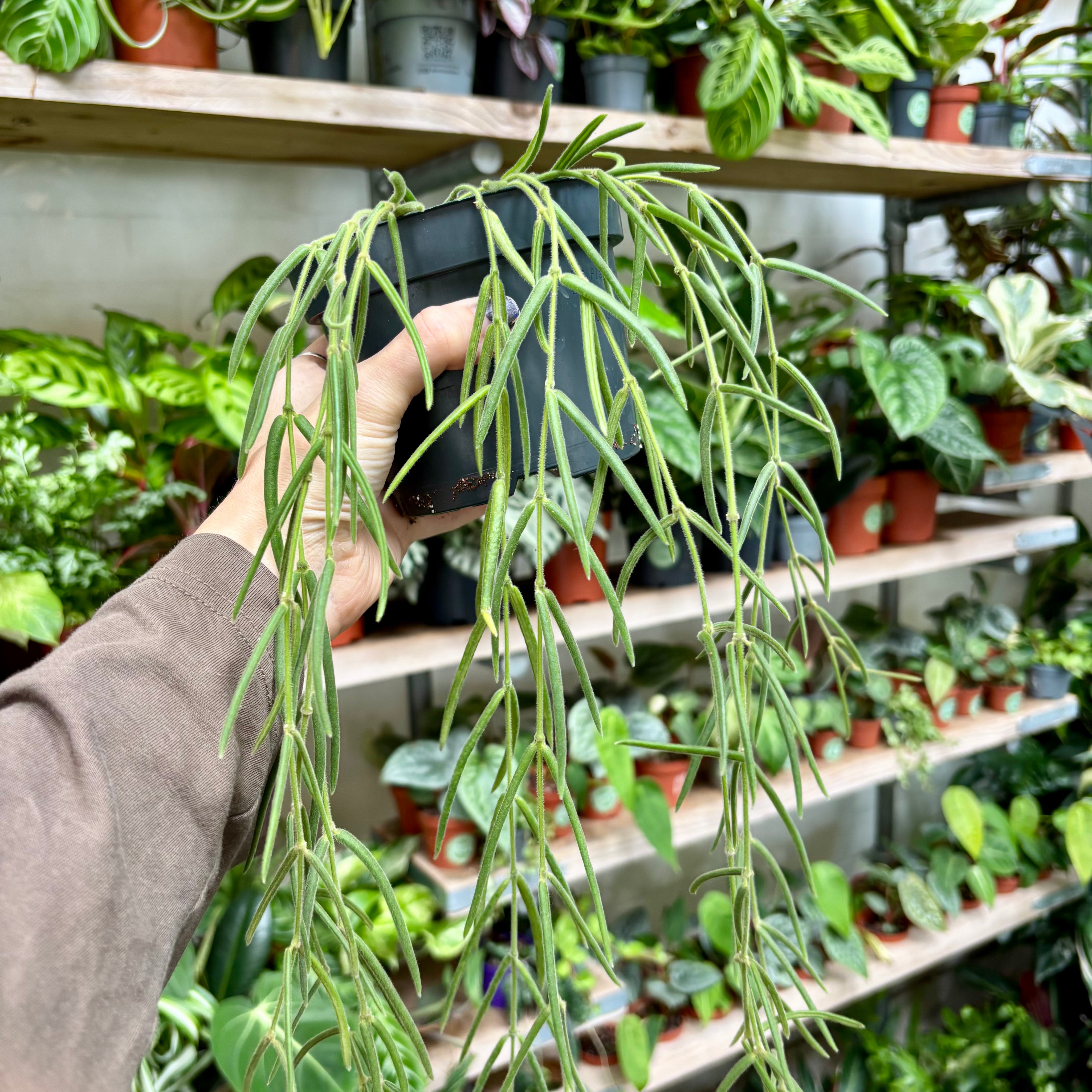 Hoya Linearis in a 11 - 13 cm Pot at The Watered Garden