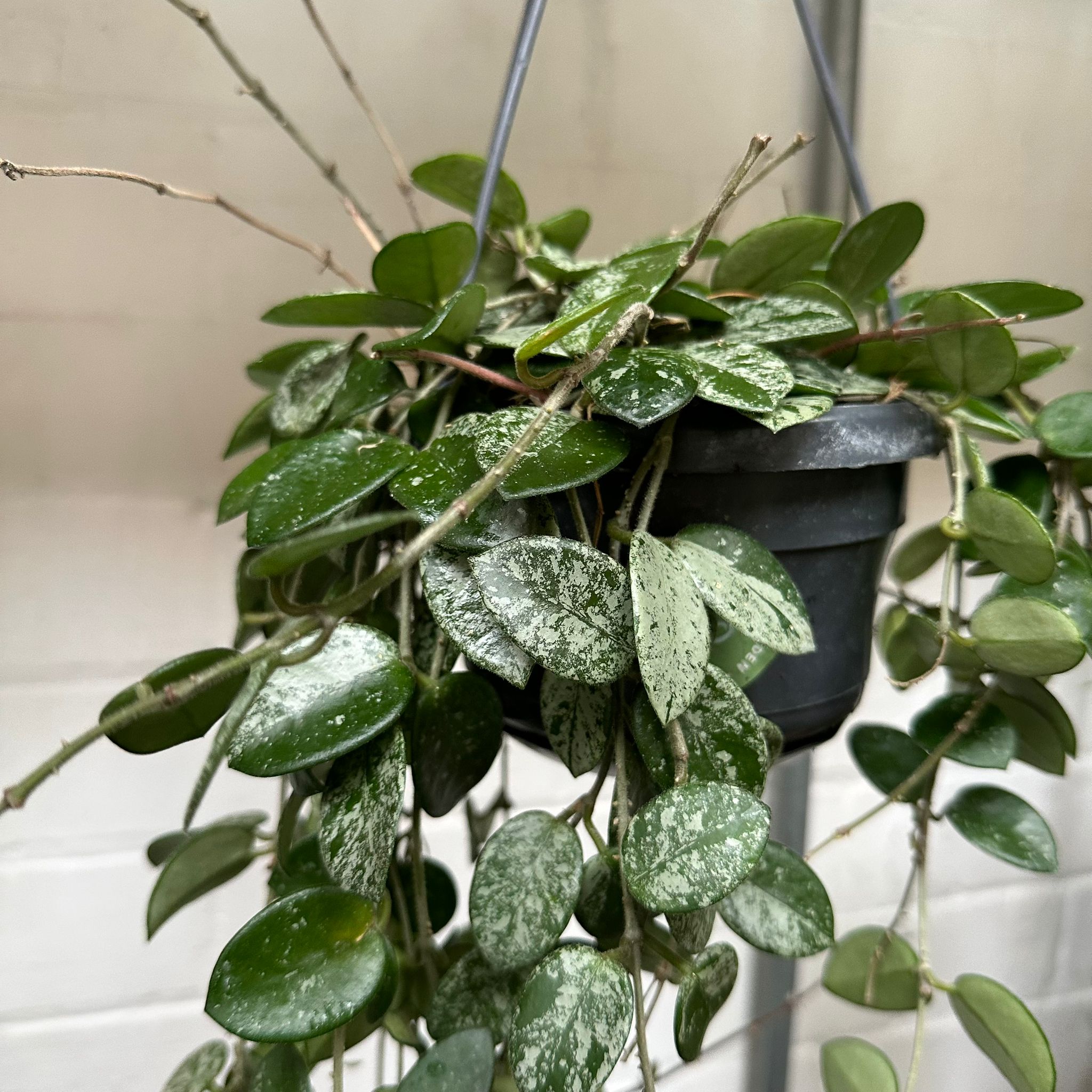 Hoya_Mathilde_Splash_001.jpg