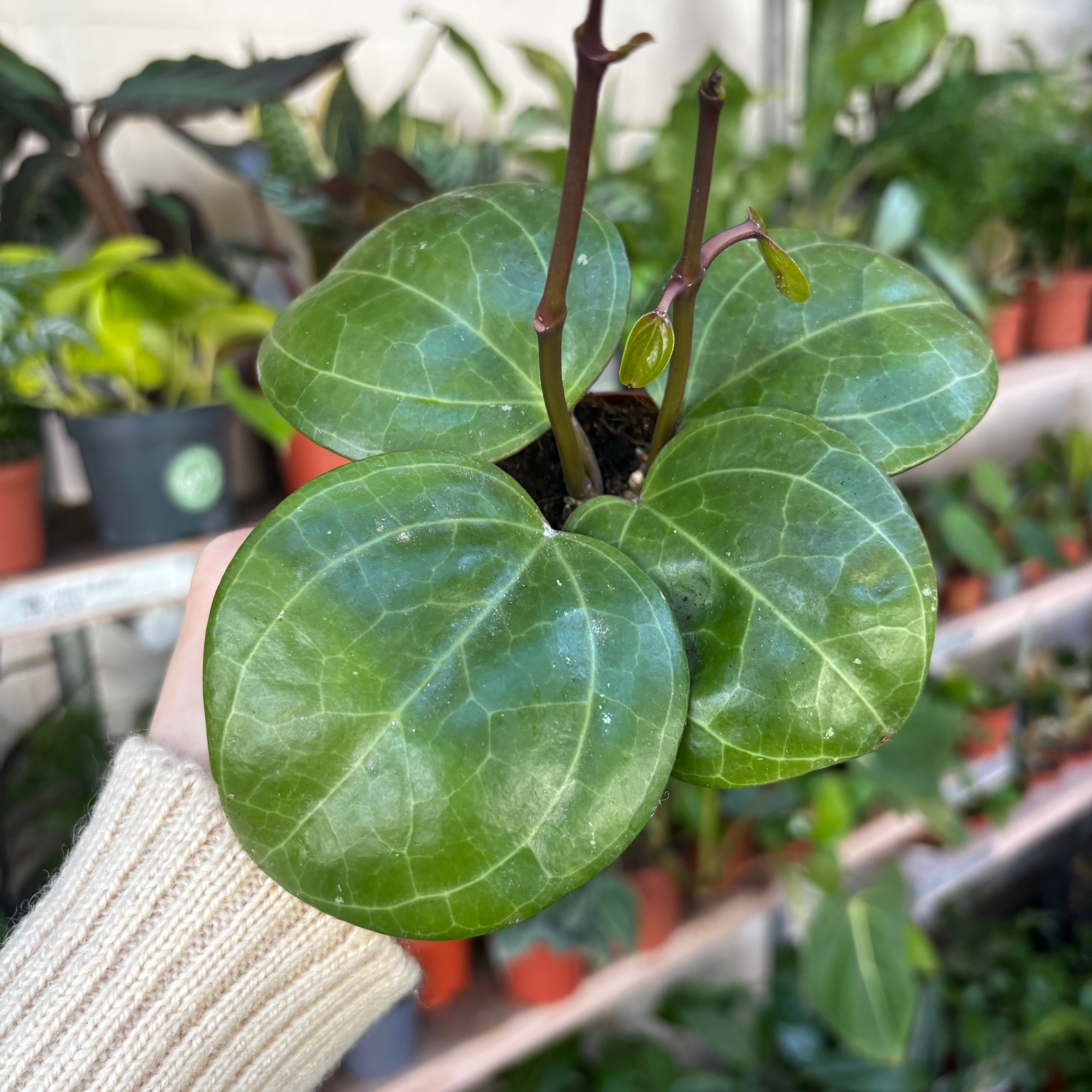 Hoya Sarawak Cream in a 5 - 7 cm pot at The Watered Garden