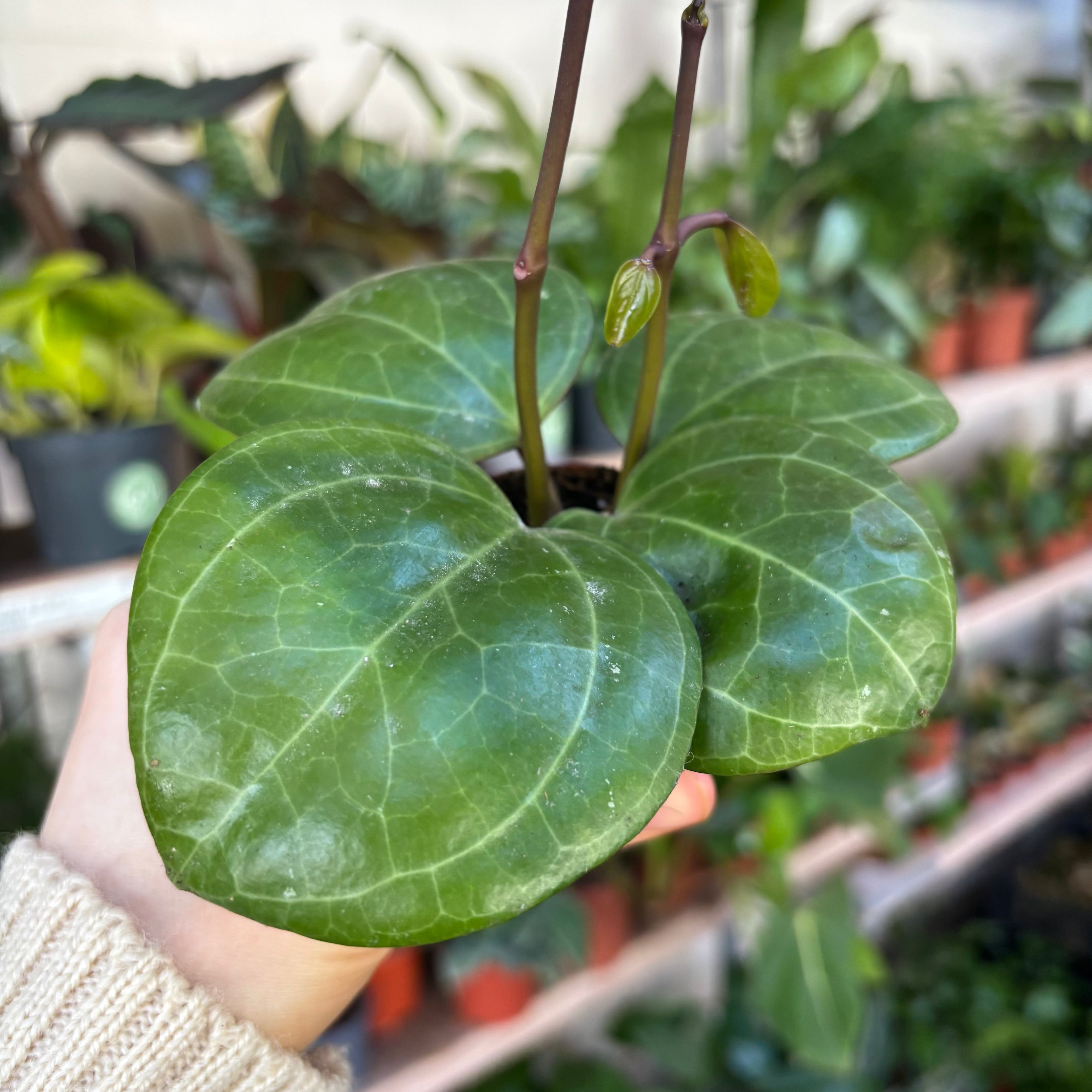 Hoya Sarawak Cream in a 5 - 7 cm pot at The Watered Garden