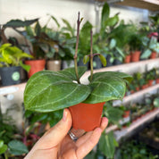 Hoya Sarawak Cream in a 5 - 7 cm pot at The Watered Garden