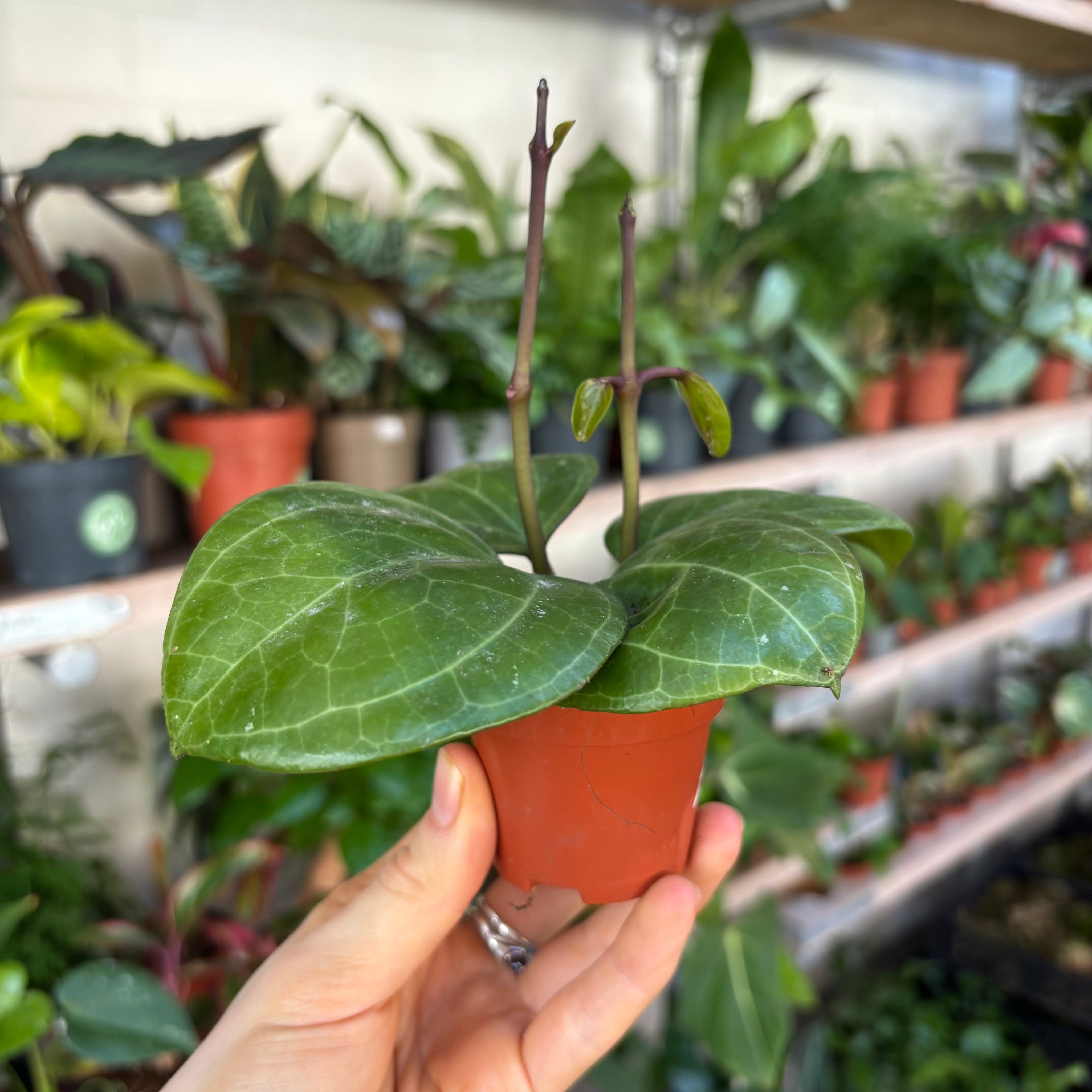 Hoya Sarawak Cream in a 5 - 7 cm pot at The Watered Garden
