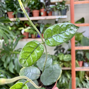 Hoya Villosa in 9 - 11cm Pot at The Watered Garden