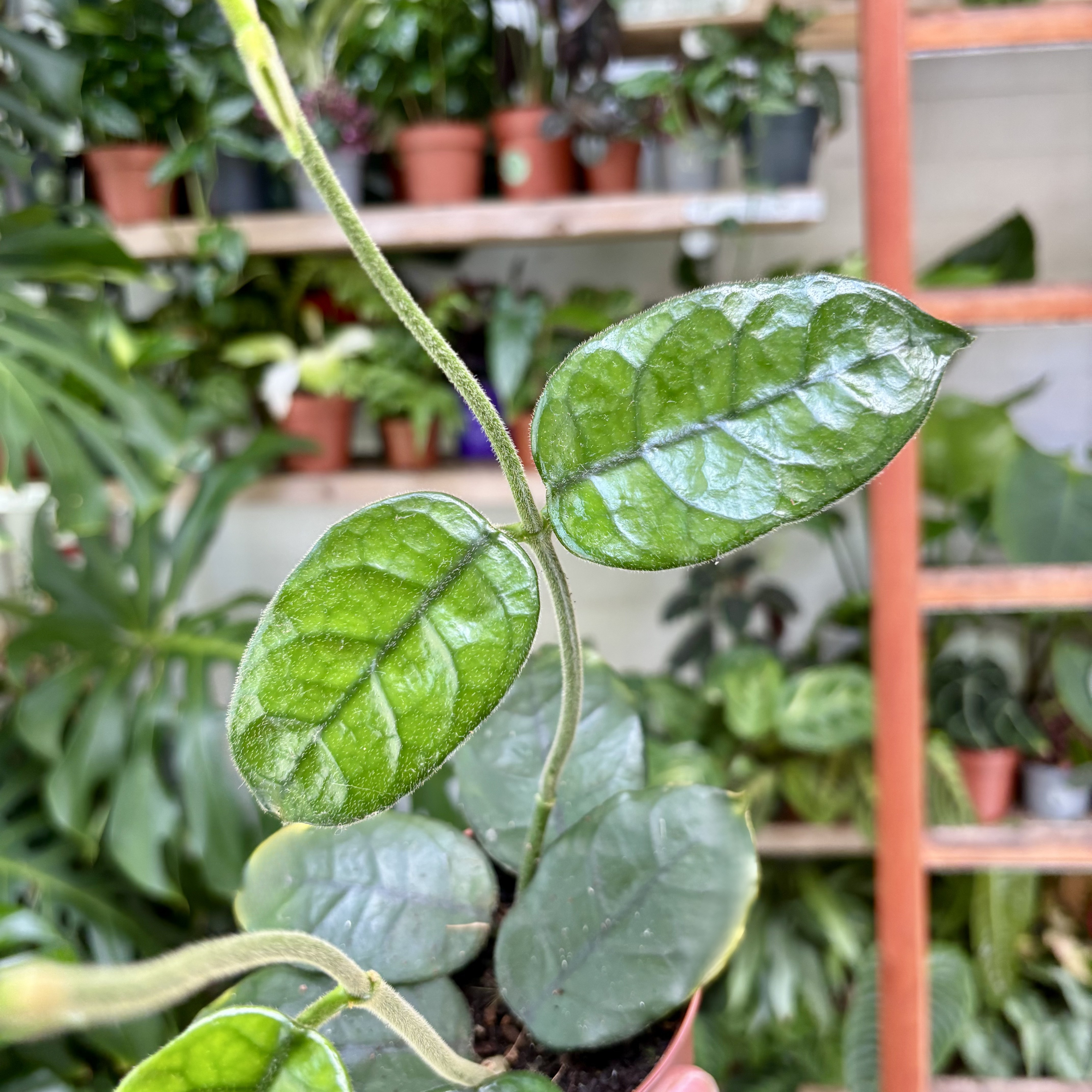 Hoya Villosa in 9 - 11cm Pot at The Watered Garden