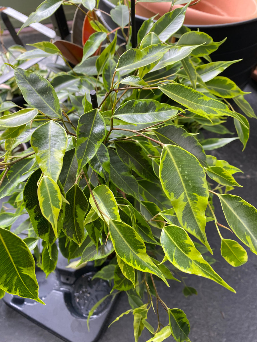 Ficus Benjamina