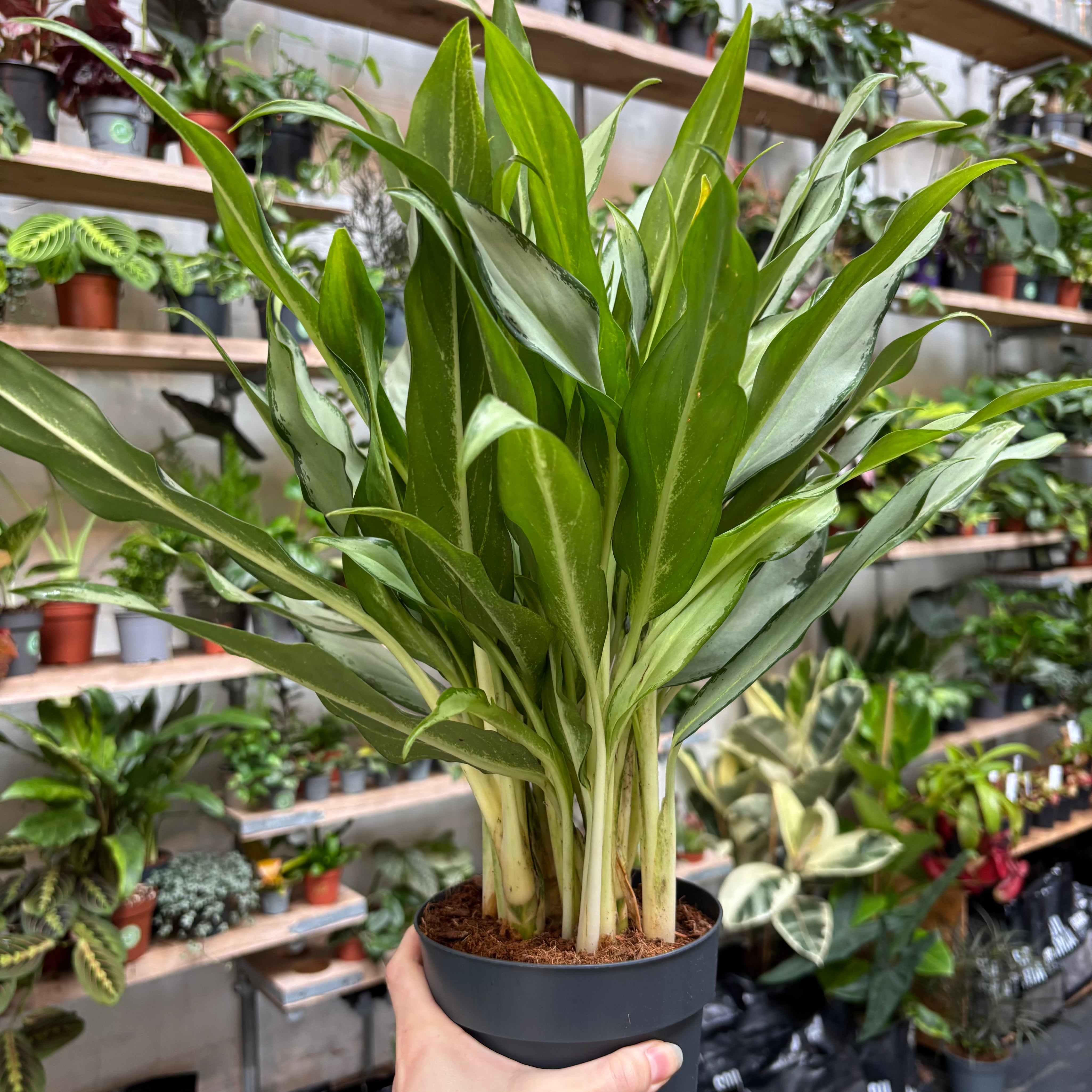 Aglaonema 'White Lance'