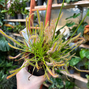 Drosera Capensis 'Alba'
