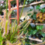 Drosera Capensis 'Alba'