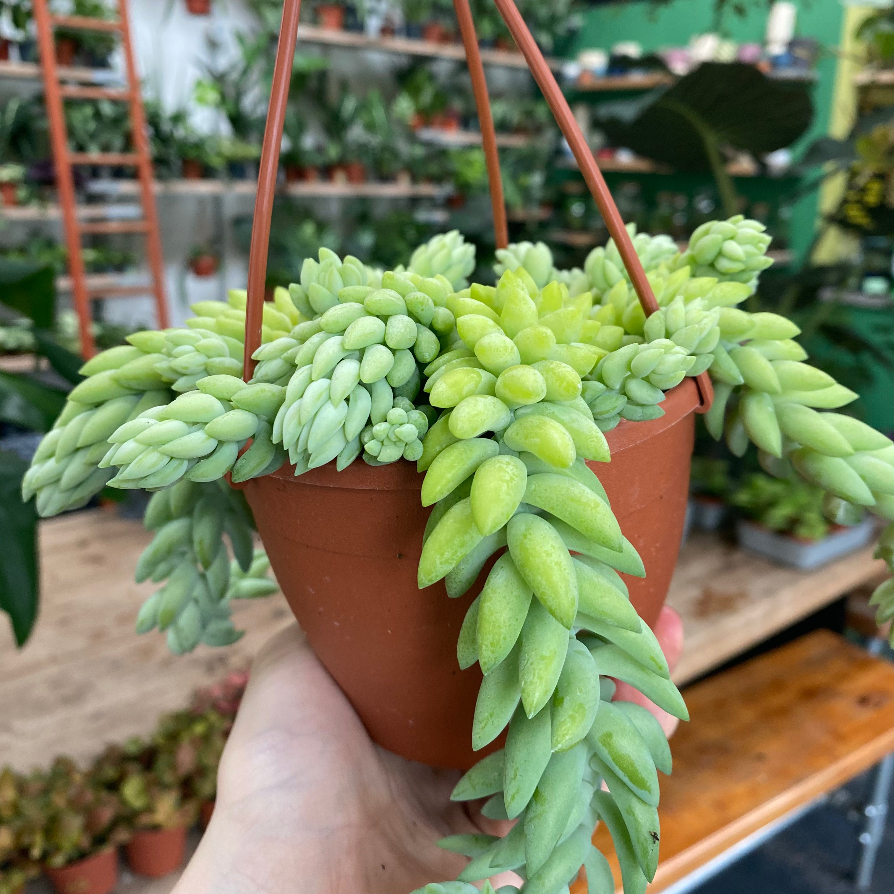 Sedum Morganianum 'Burro's Tail'