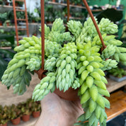 Sedum Morganianum 'Burro's Tail'