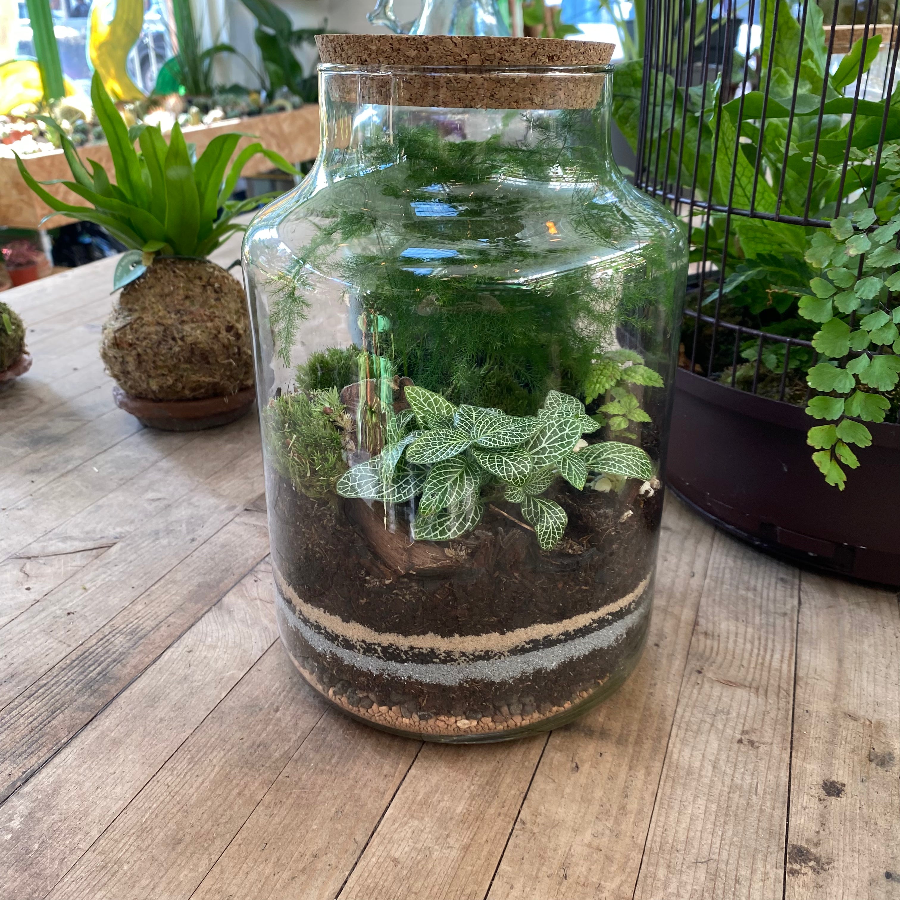 uk terrarium plants Terrariums – The Watered Garden